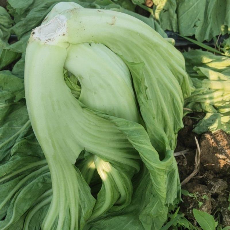大量供应芥菜