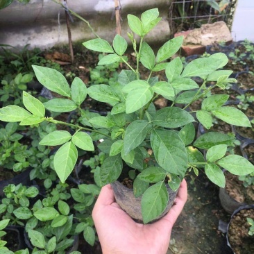 阳台庭院盆栽抹草苗仙草苗潮汕喜事绿植吉祥植物花卉