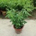 阳台庭院盆栽抹草苗仙草苗潮汕喜事绿植吉祥植物花卉