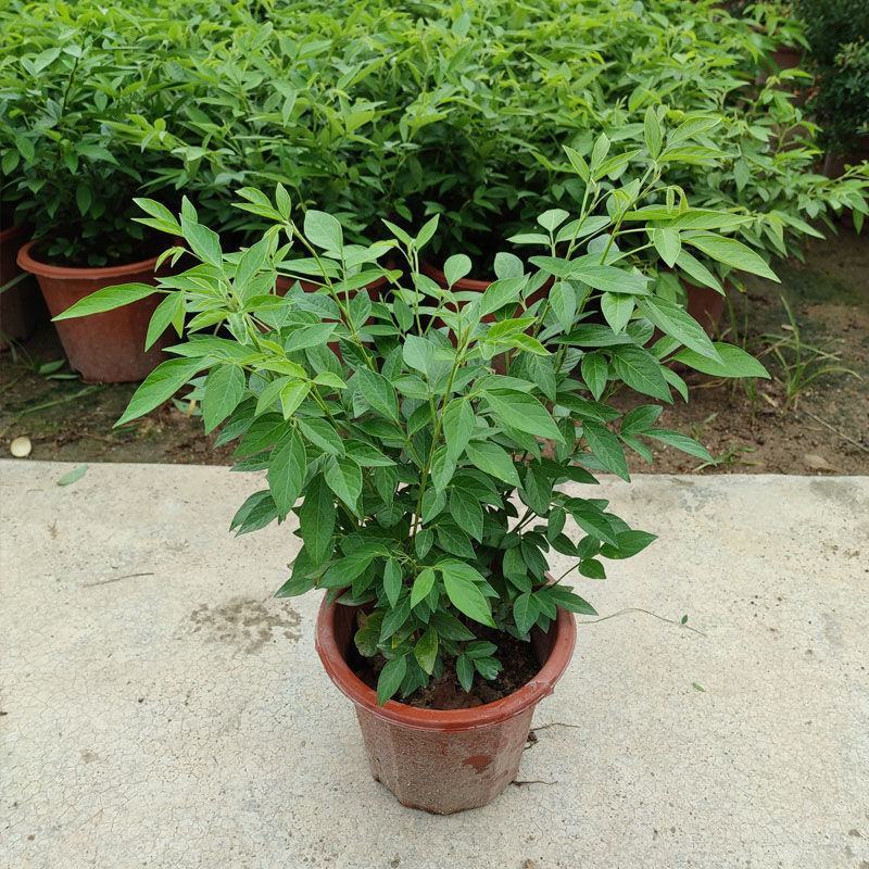 阳台庭院盆栽抹草苗仙草苗潮汕喜事绿植吉祥植物花卉