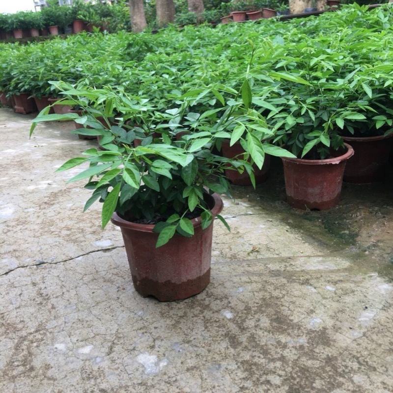 阳台庭院盆栽抹草苗仙草苗潮汕喜事绿植吉祥植物花卉