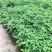 阳台庭院盆栽抹草苗仙草苗潮汕喜事绿植吉祥植物花卉