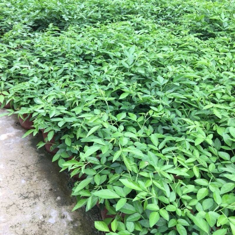 阳台庭院盆栽抹草苗仙草苗潮汕喜事绿植吉祥植物花卉