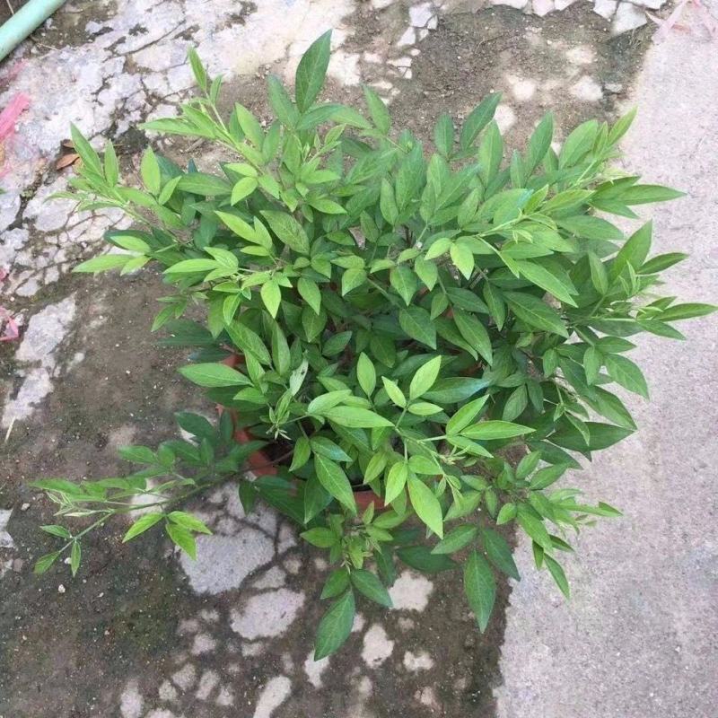 阳台庭院盆栽抹草苗仙草苗潮汕喜事绿植吉祥植物花卉