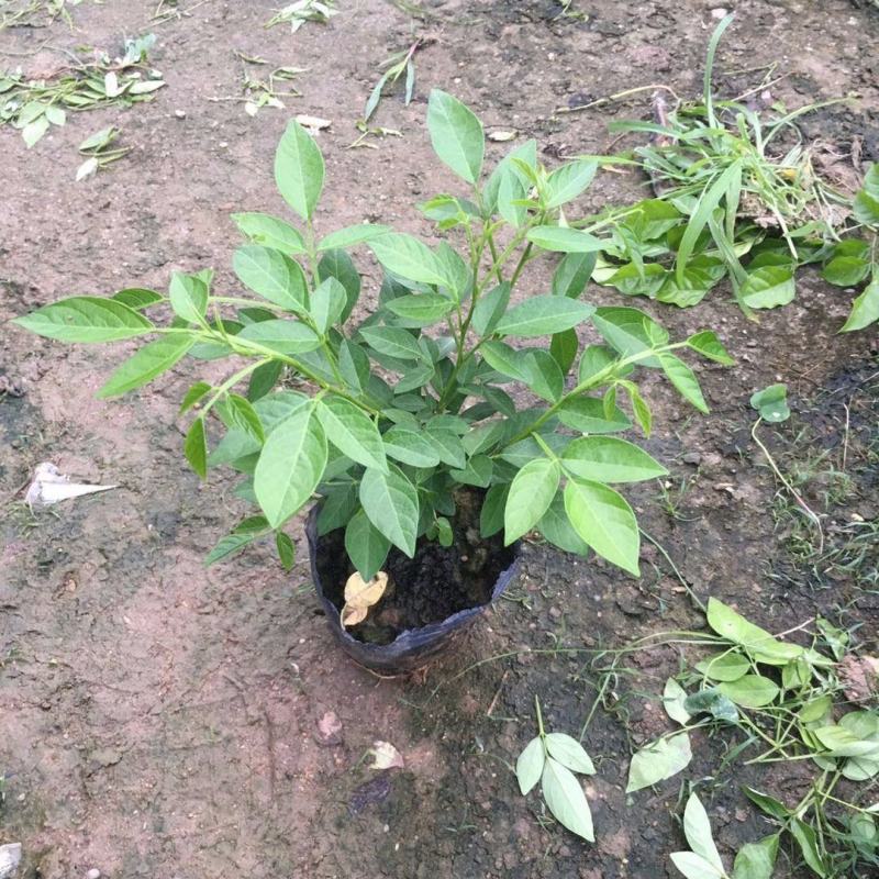 阳台庭院盆栽抹草苗仙草苗潮汕喜事绿植吉祥植物花卉