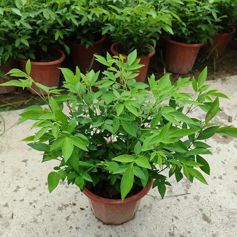阳台庭院盆栽抹草苗仙草苗潮汕喜事绿植吉祥植物花卉