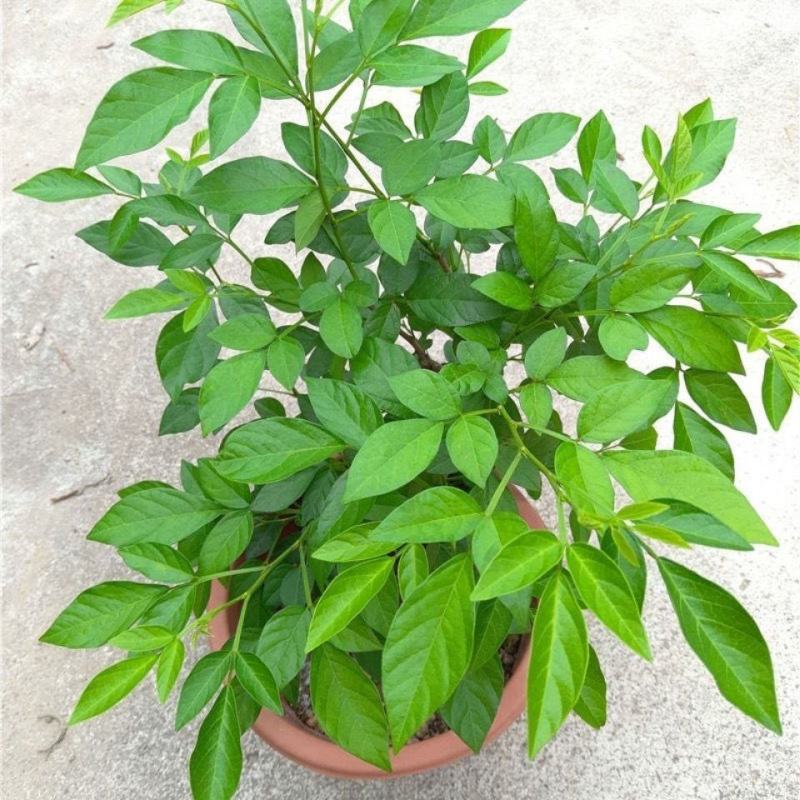 阳台庭院盆栽抹草苗仙草苗潮汕喜事绿植吉祥植物花卉
