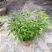 阳台庭院盆栽抹草苗仙草苗潮汕喜事绿植吉祥植物花卉