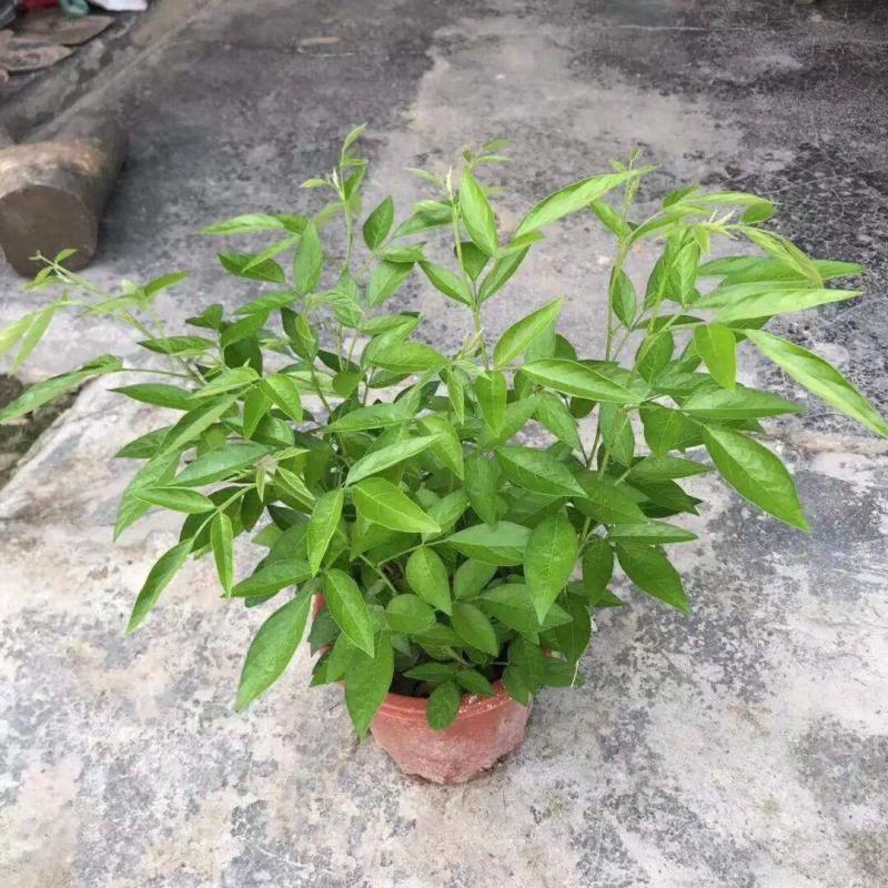 阳台庭院盆栽抹草苗仙草苗潮汕喜事绿植吉祥植物花卉