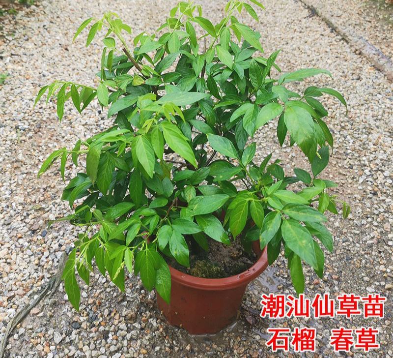 阳台庭院盆栽抹草苗仙草苗潮汕喜事绿植吉祥植物花卉