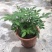 阳台庭院盆栽抹草苗仙草苗潮汕喜事绿植吉祥植物花卉