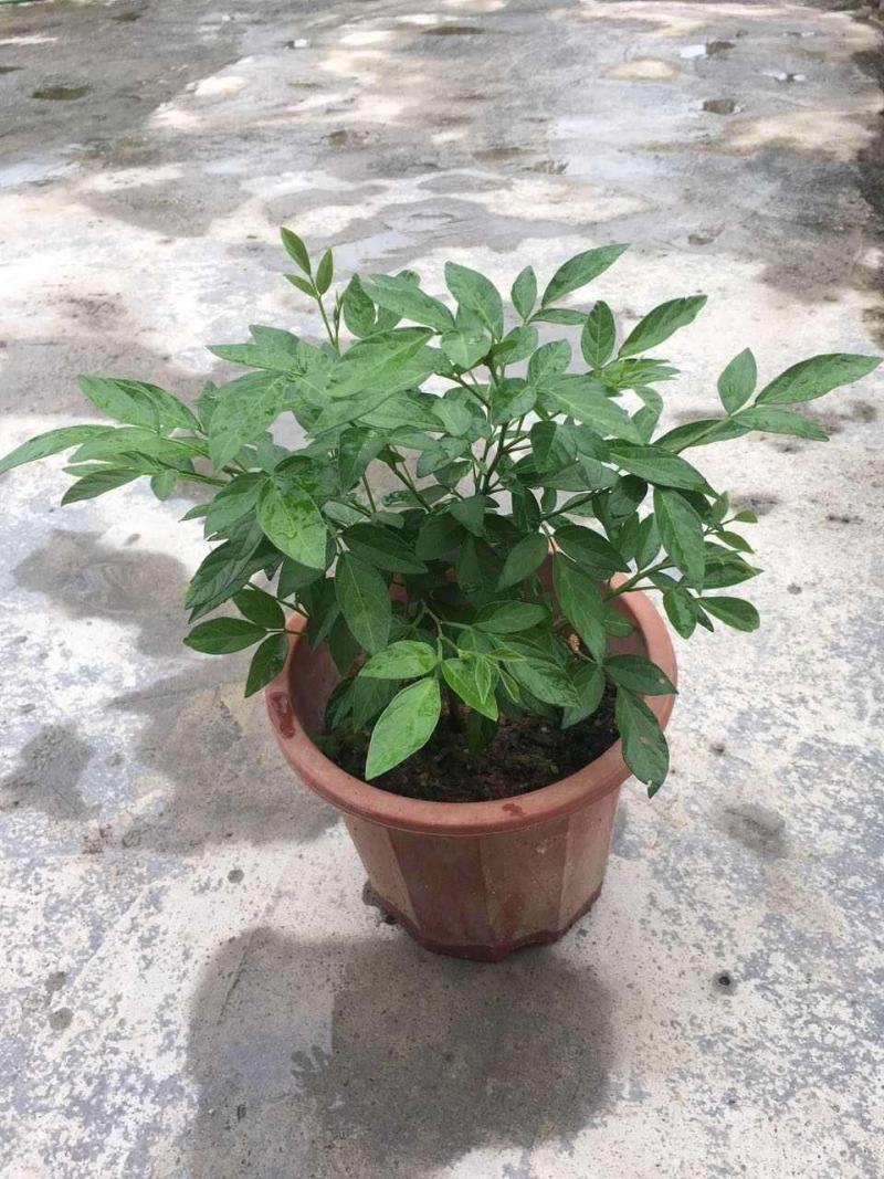 阳台庭院盆栽抹草苗仙草苗潮汕喜事绿植吉祥植物花卉