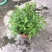 阳台庭院盆栽抹草苗仙草苗潮汕喜事绿植吉祥植物花卉