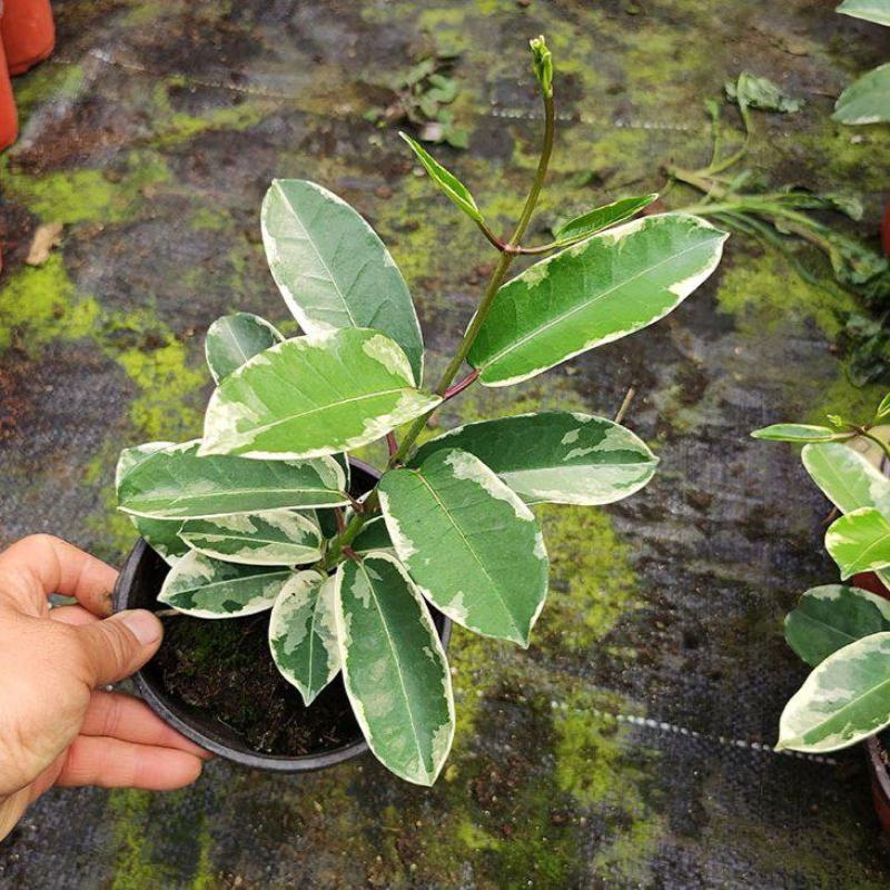 马达加斯加茉莉锦室内藤蔓花卉植物窗台阳台绿植盆栽