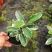 马达加斯加茉莉锦室内藤蔓花卉植物窗台阳台绿植盆栽