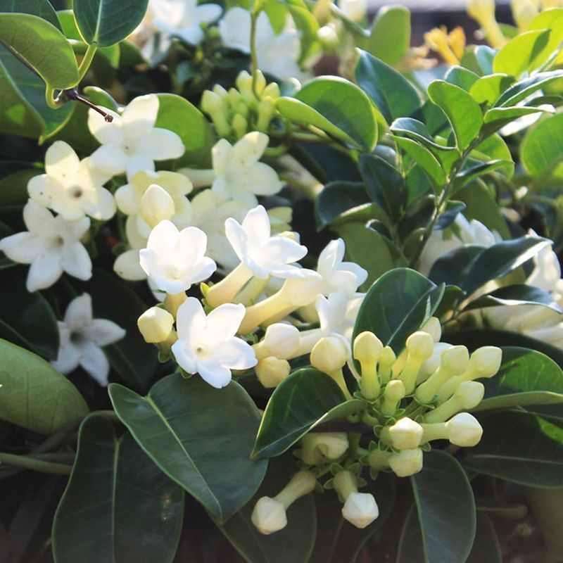 马达加斯加茉莉锦室内藤蔓花卉植物窗台阳台绿植盆栽