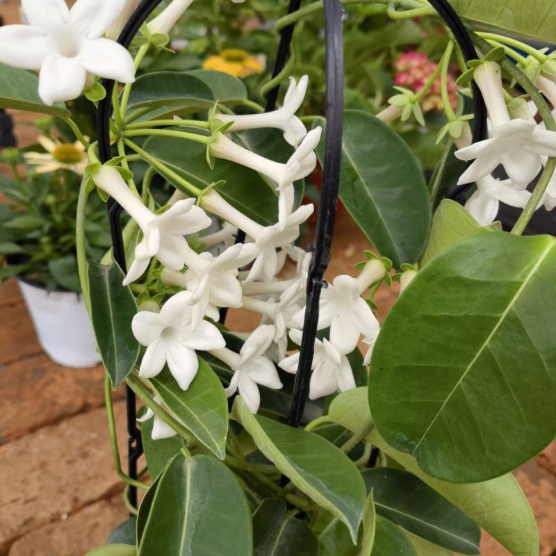马达加斯加茉莉锦室内藤蔓花卉植物窗台阳台绿植盆栽
