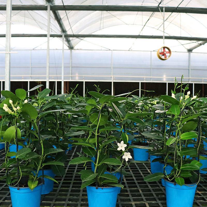 马达加斯加茉莉锦室内藤蔓花卉植物窗台阳台绿植盆栽