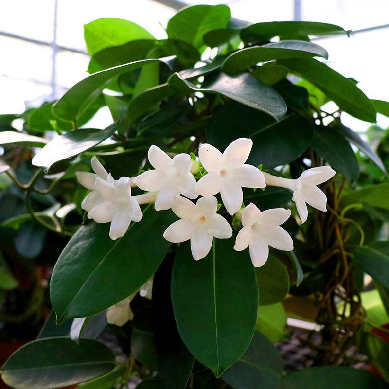 马达加斯加茉莉锦室内藤蔓花卉植物窗台阳台绿植盆栽