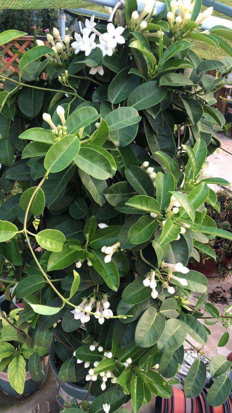 马达加斯加茉莉锦室内藤蔓花卉植物窗台阳台绿植盆栽