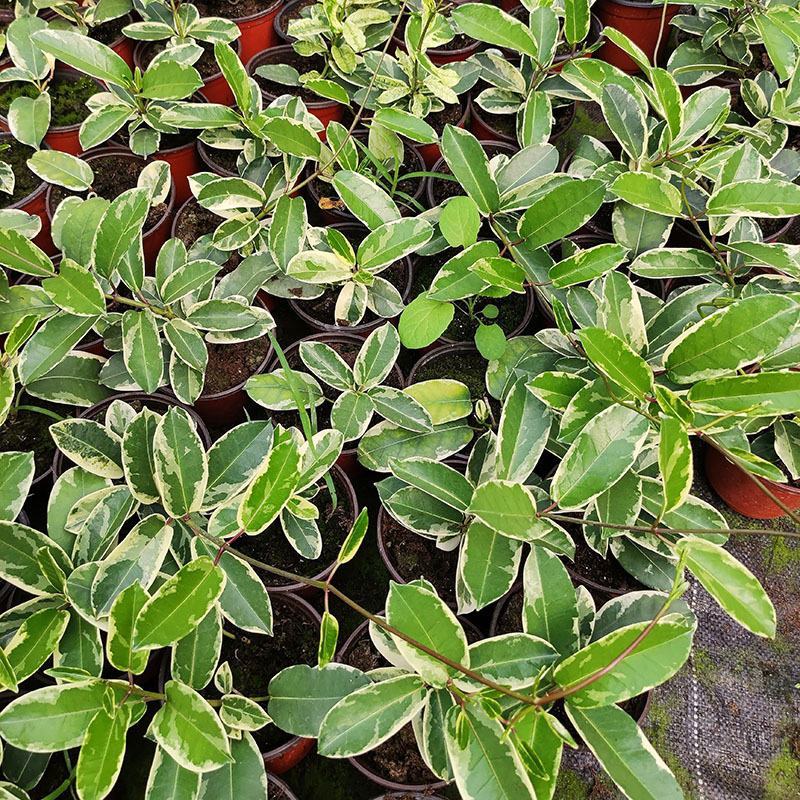 马达加斯加茉莉锦室内藤蔓花卉植物窗台阳台绿植盆栽