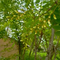 洋槐花花苞和干花。