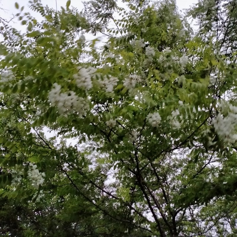 洋槐花花苞和干花。
