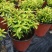 金叶满天星盆栽带花耐寒户外花园植物多年生常绿灌木