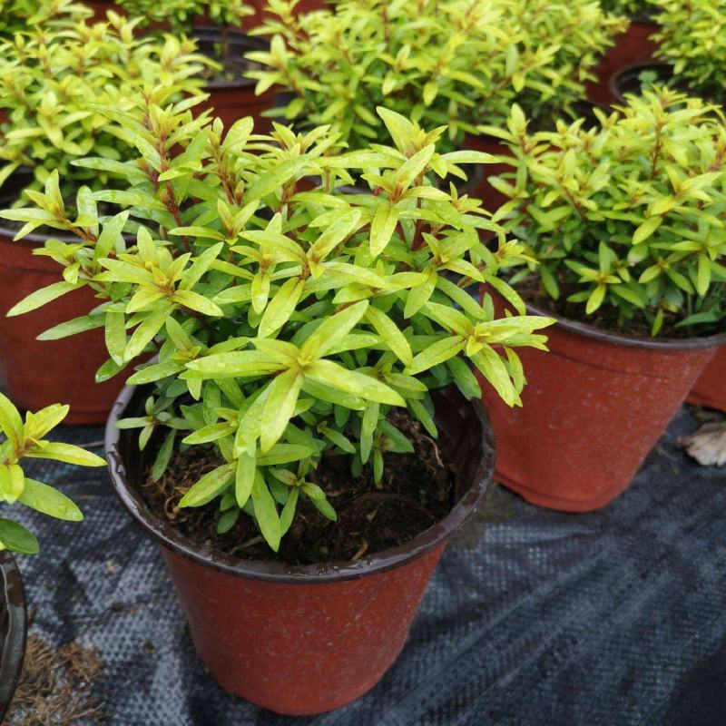 金叶满天星盆栽带花耐寒户外花园植物多年生常绿灌木
