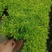 金叶满天星盆栽带花耐寒户外花园植物多年生常绿灌木