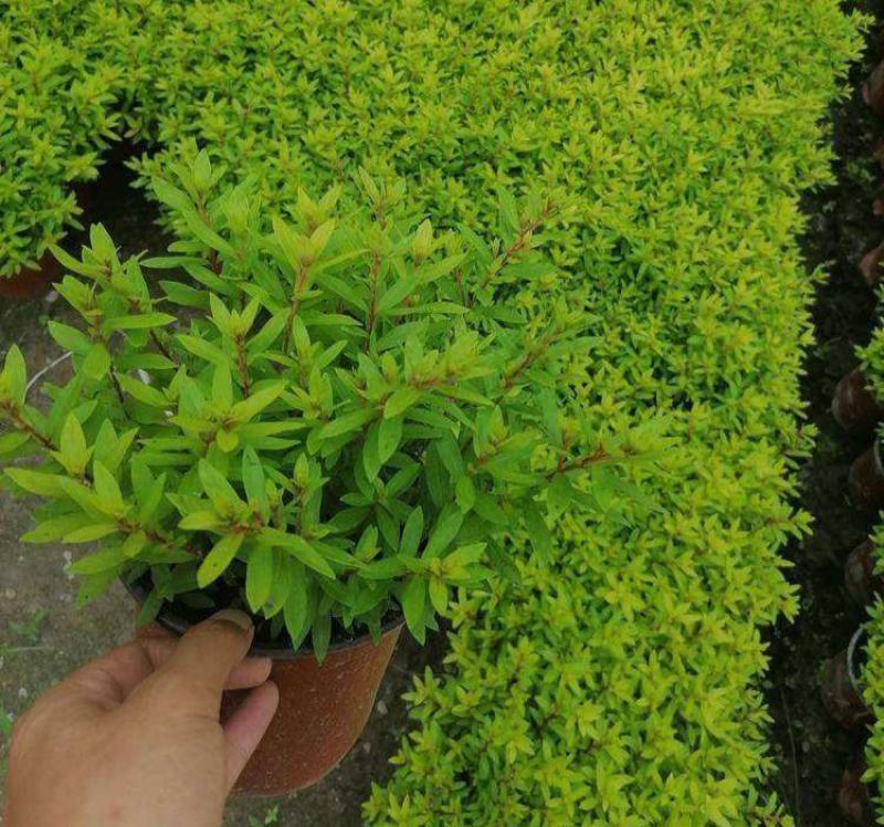 金叶满天星盆栽带花耐寒户外花园植物多年生常绿灌木