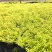 金叶满天星盆栽带花耐寒户外花园植物多年生常绿灌木