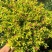 金叶满天星盆栽带花耐寒户外花园植物多年生常绿灌木