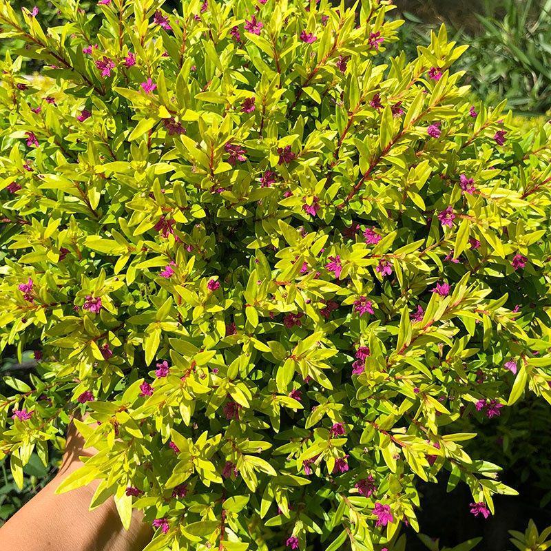 金叶满天星盆栽带花耐寒户外花园植物多年生常绿灌木