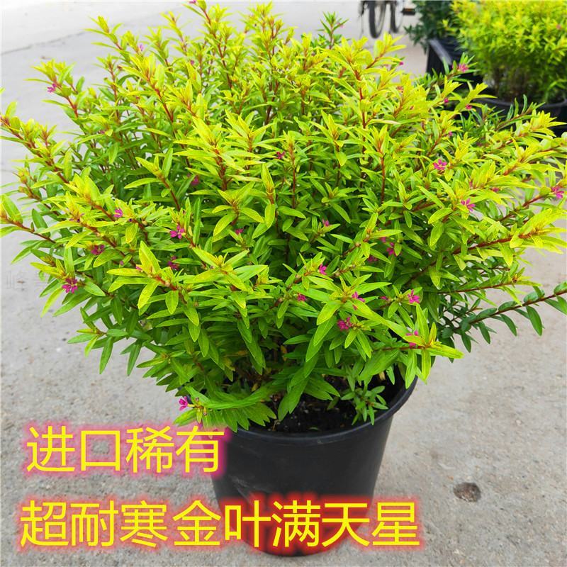 金叶满天星盆栽带花耐寒户外花园植物多年生常绿灌木