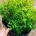 金叶满天星盆栽带花耐寒户外花园植物多年生常绿灌木
