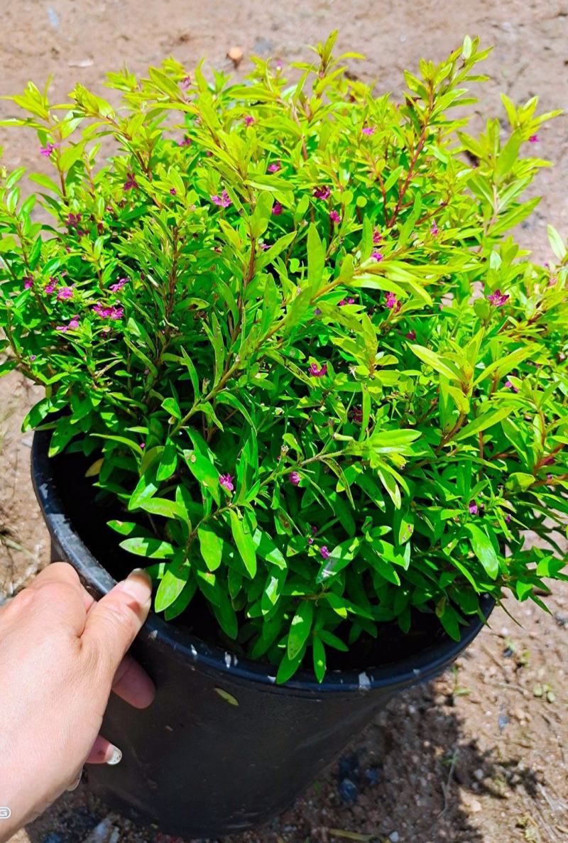 金叶满天星盆栽带花耐寒户外花园植物多年生常绿灌木