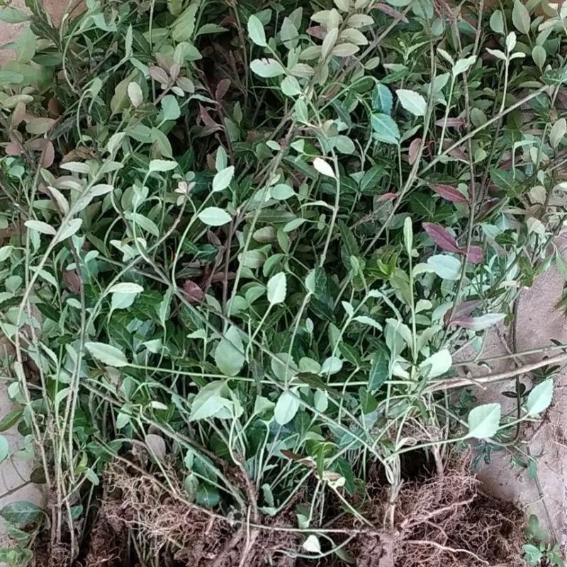 小叶扶芳藤胡芳藤爬藤绿化苗植物青叶蔓四季长青不落叶护坡