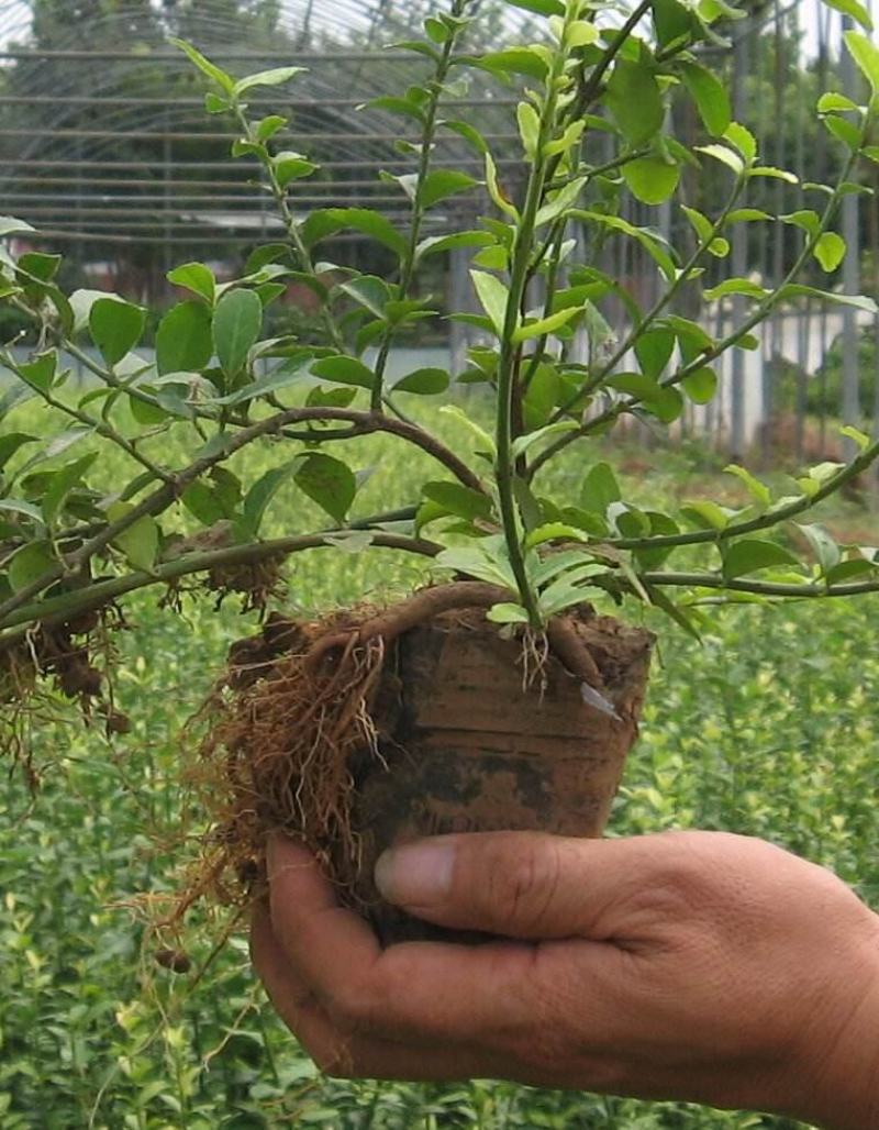 小叶扶芳藤胡芳藤爬藤绿化苗植物青叶蔓四季长青不落叶护坡