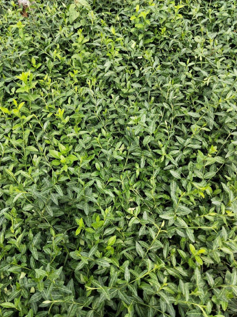 小叶扶芳藤胡芳藤爬藤绿化苗植物青叶蔓四季长青不落叶护坡