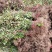 小叶扶芳藤胡芳藤爬藤绿化苗植物青叶蔓四季长青不落叶护坡