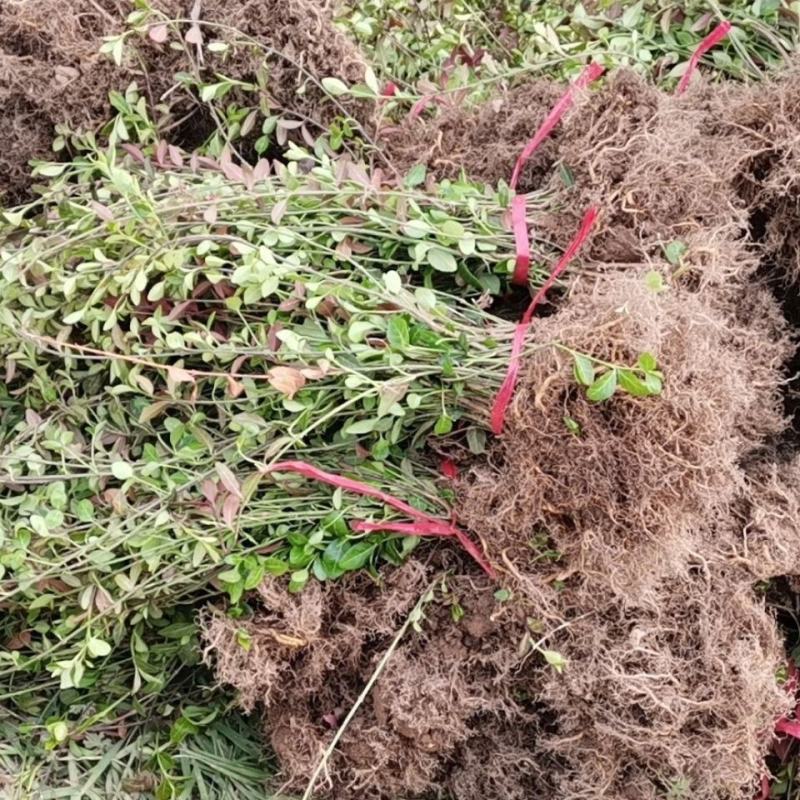 小叶扶芳藤胡芳藤爬藤绿化苗植物青叶蔓四季长青不落叶护坡