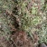 小叶扶芳藤胡芳藤爬藤绿化苗植物青叶蔓四季长青不落叶护坡