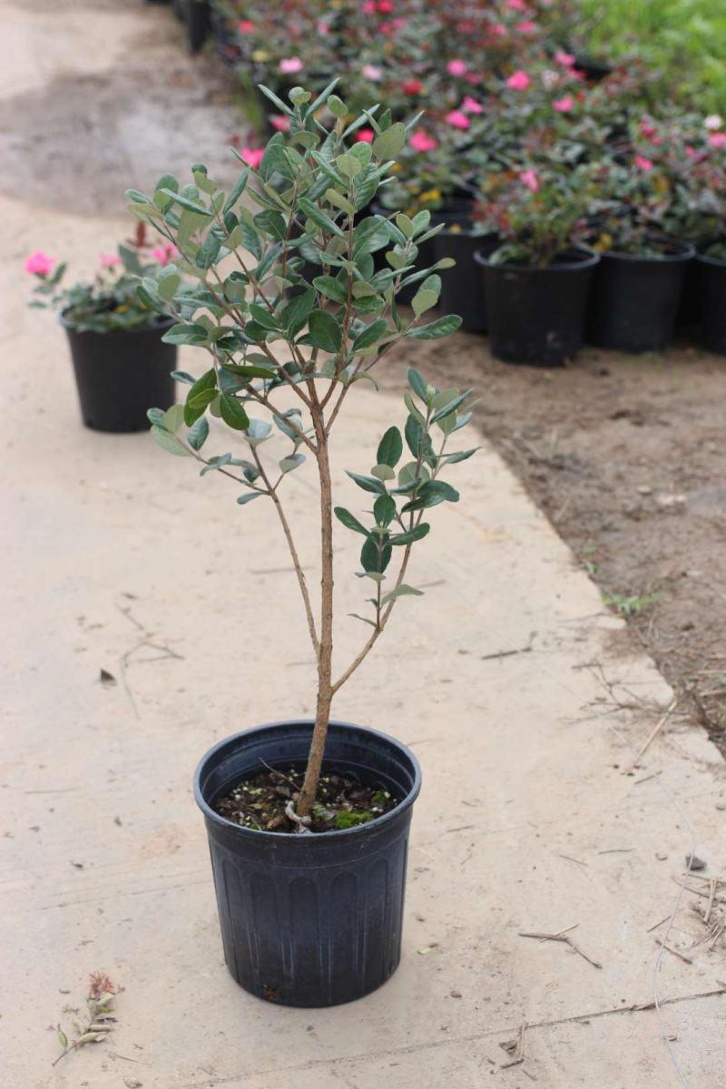 菲油果树苗新西兰大果斐济果苗盆栽阳台庭院地栽果树常绿植物