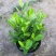菲油果树苗新西兰大果斐济果苗盆栽阳台庭院地栽果树常绿植物