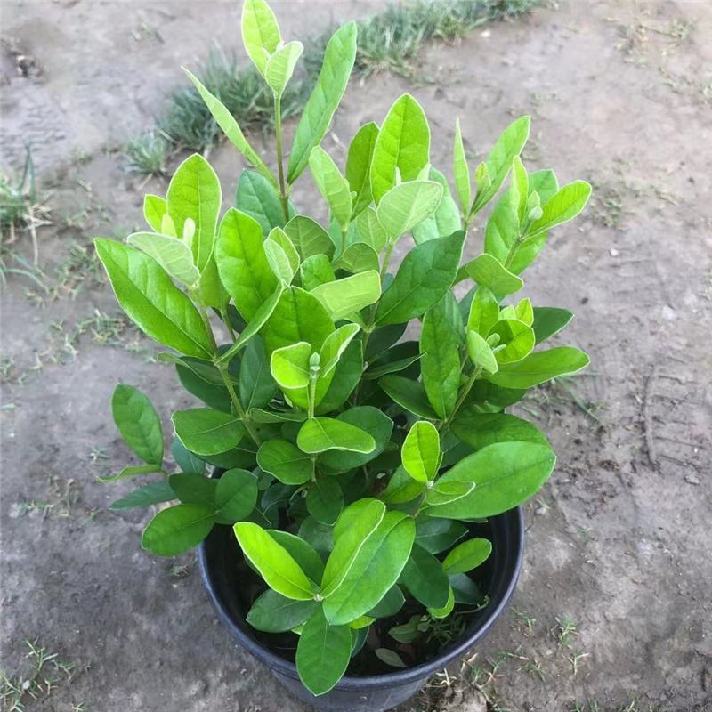 菲油果树苗新西兰大果斐济果苗盆栽阳台庭院地栽果树常绿植物