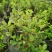 菲油果树苗新西兰大果斐济果苗盆栽阳台庭院地栽果树常绿植物