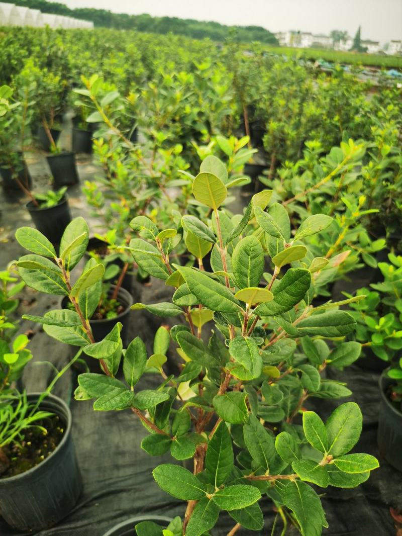菲油果树苗新西兰大果斐济果苗盆栽阳台庭院地栽果树常绿植物