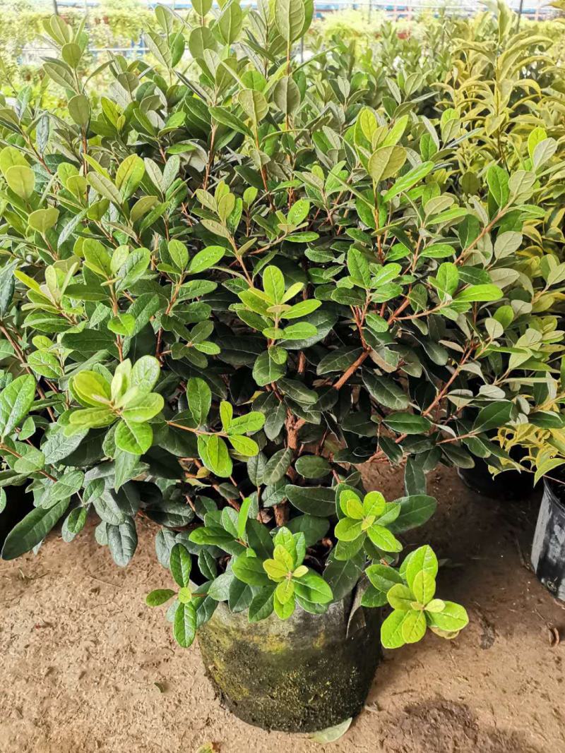 菲油果树苗新西兰大果斐济果苗盆栽阳台庭院地栽果树常绿植物
