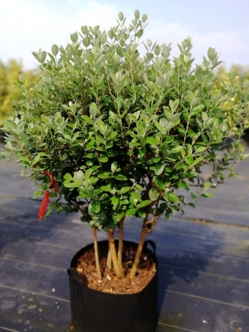 菲油果树苗新西兰大果斐济果苗盆栽阳台庭院地栽果树常绿植物